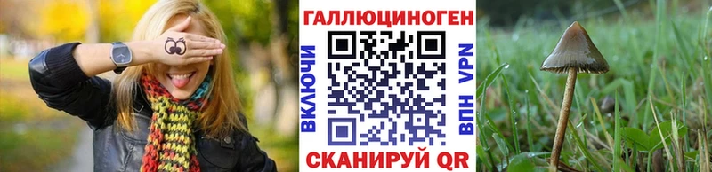Галлюциногенные грибы Psilocybe  Купить закладки  Куртамыш 